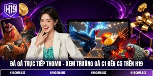 Đá Gà Trực Tiếp Thomo