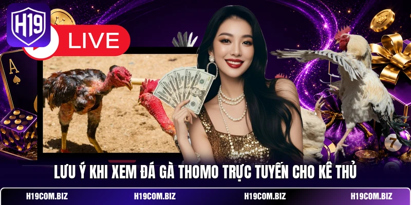 Lưu ý khi xem đá gà Thomo trực tuyến cho kê thủ